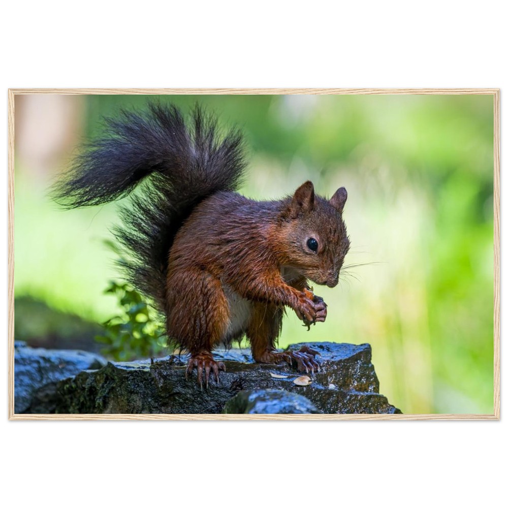 Red Squirrel With An Acorn - Fine art Wooden Framed Poster