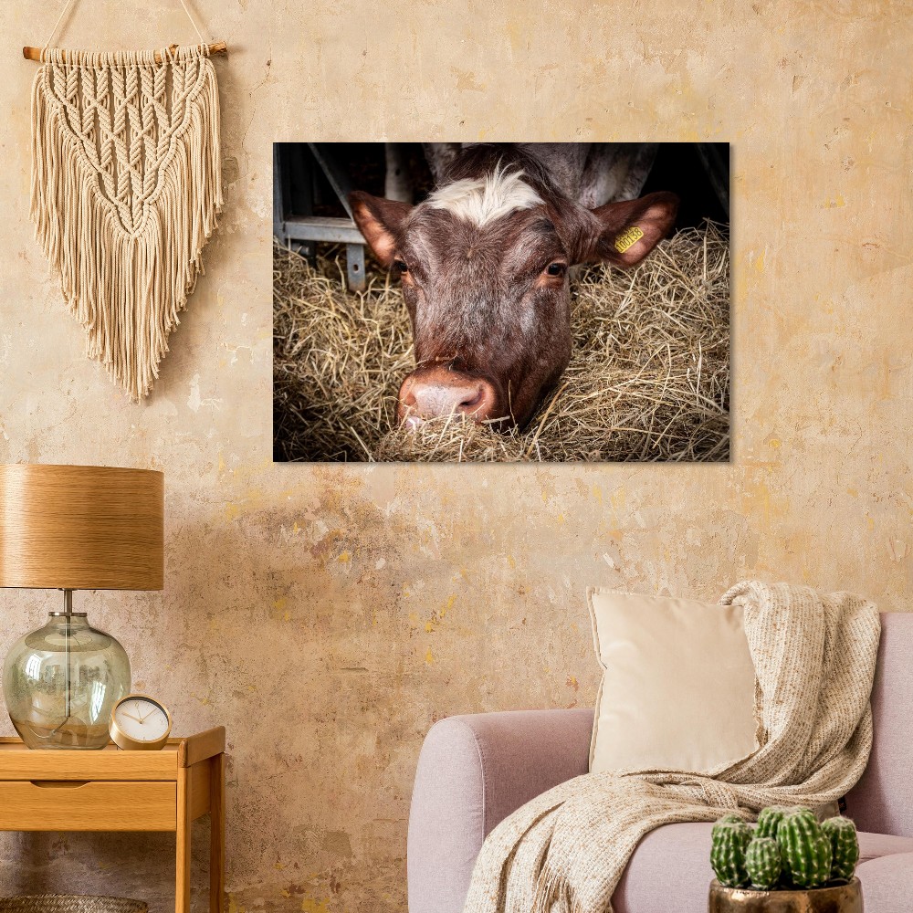 Hungy Cow - Aluminum Fine Art Print - Image 4