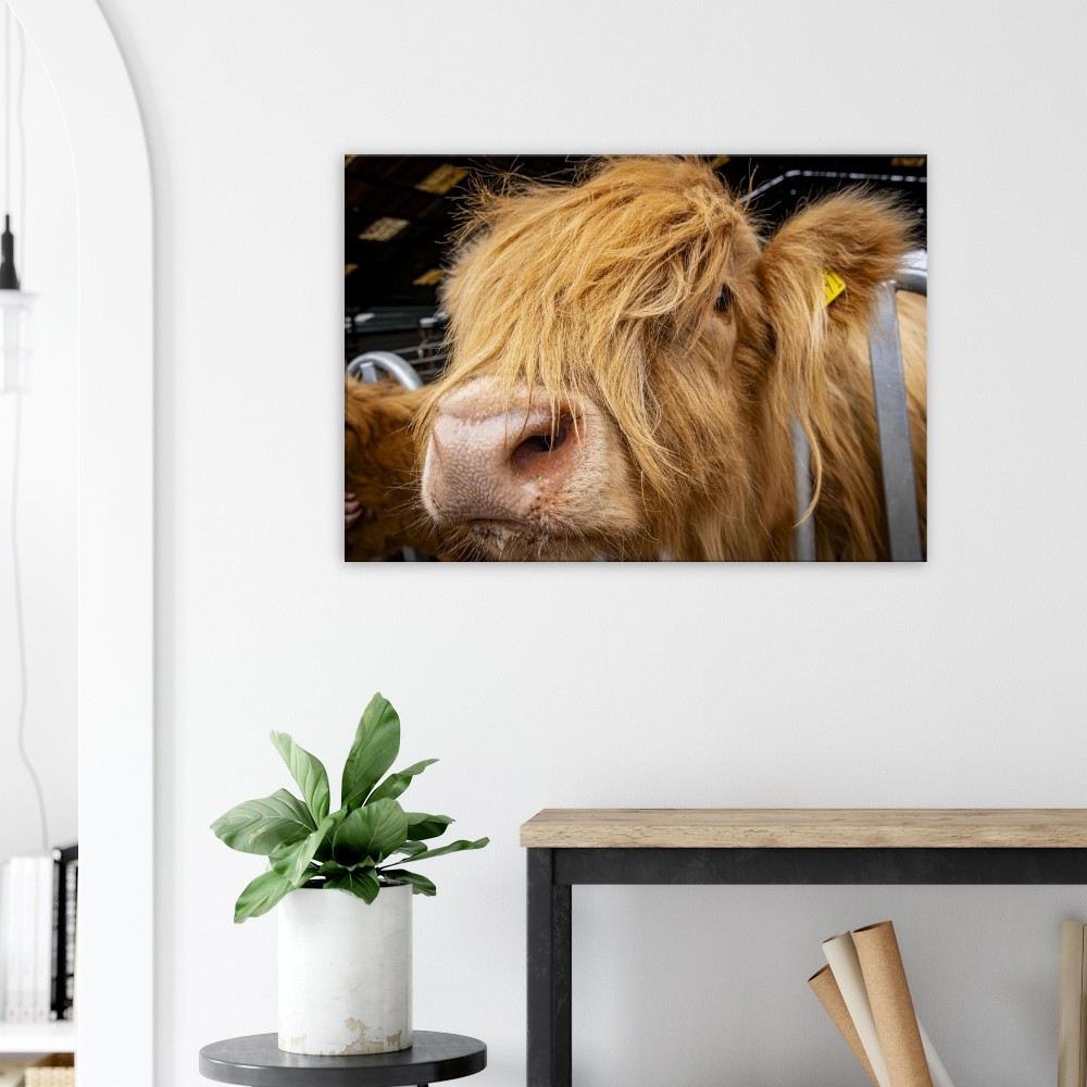 Highland Cow Close - Fine art Canvas print - Image 4