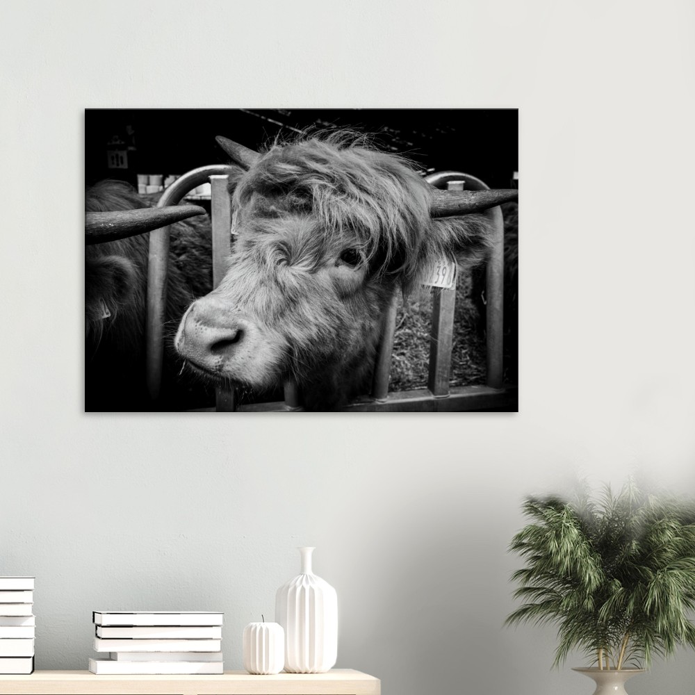 Highland Cow B&W - Fine art Canvas print - Image 4