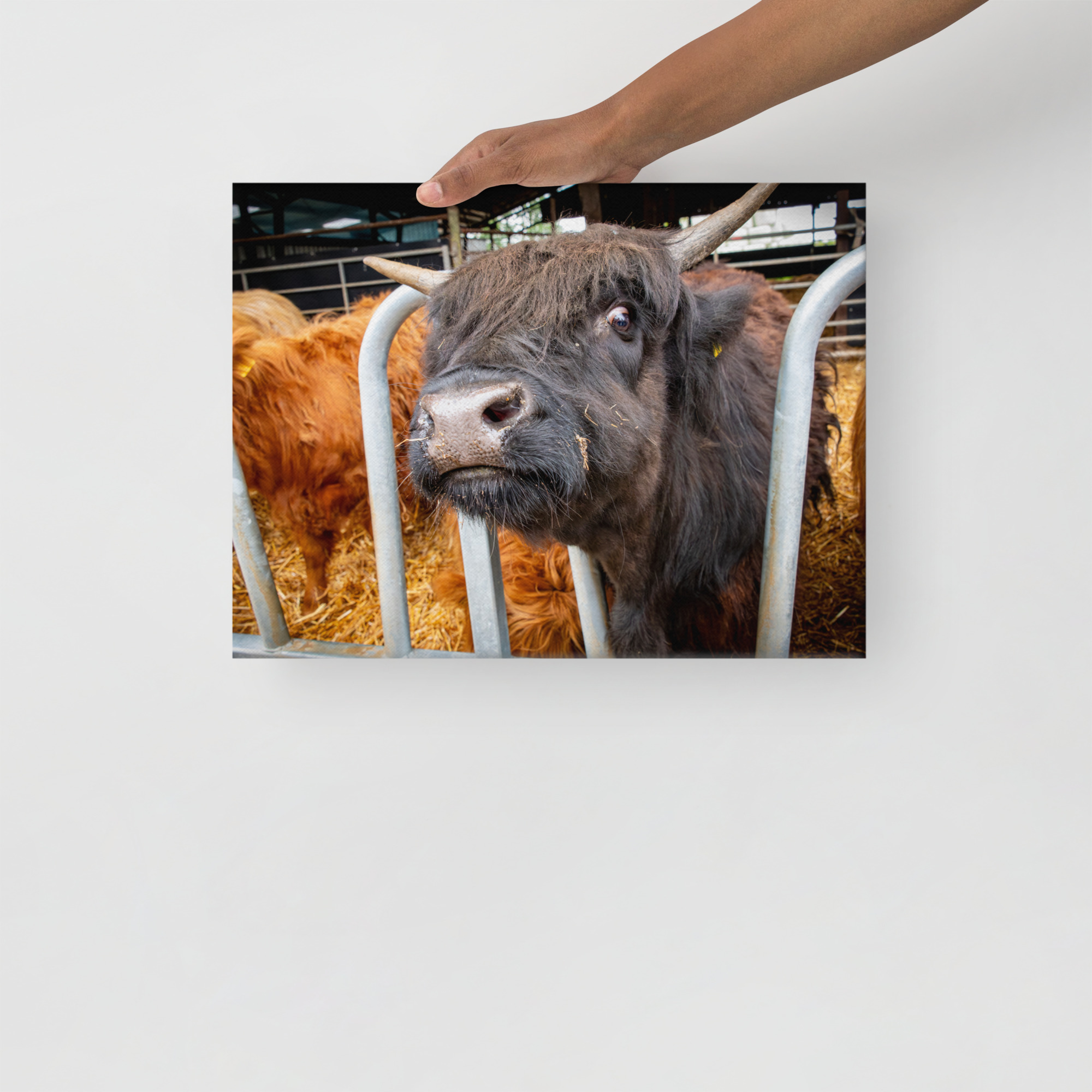 Black Highlan Cow - Thin canvas fine art print - Image 2