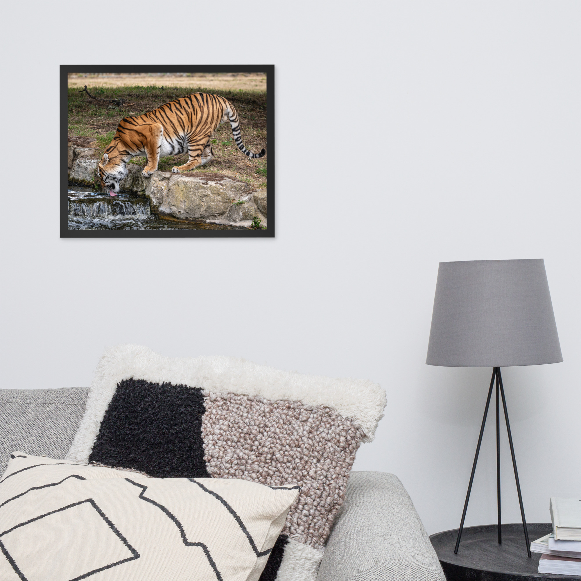 Amur Tiger drinking - Framed fine art print - Image 8