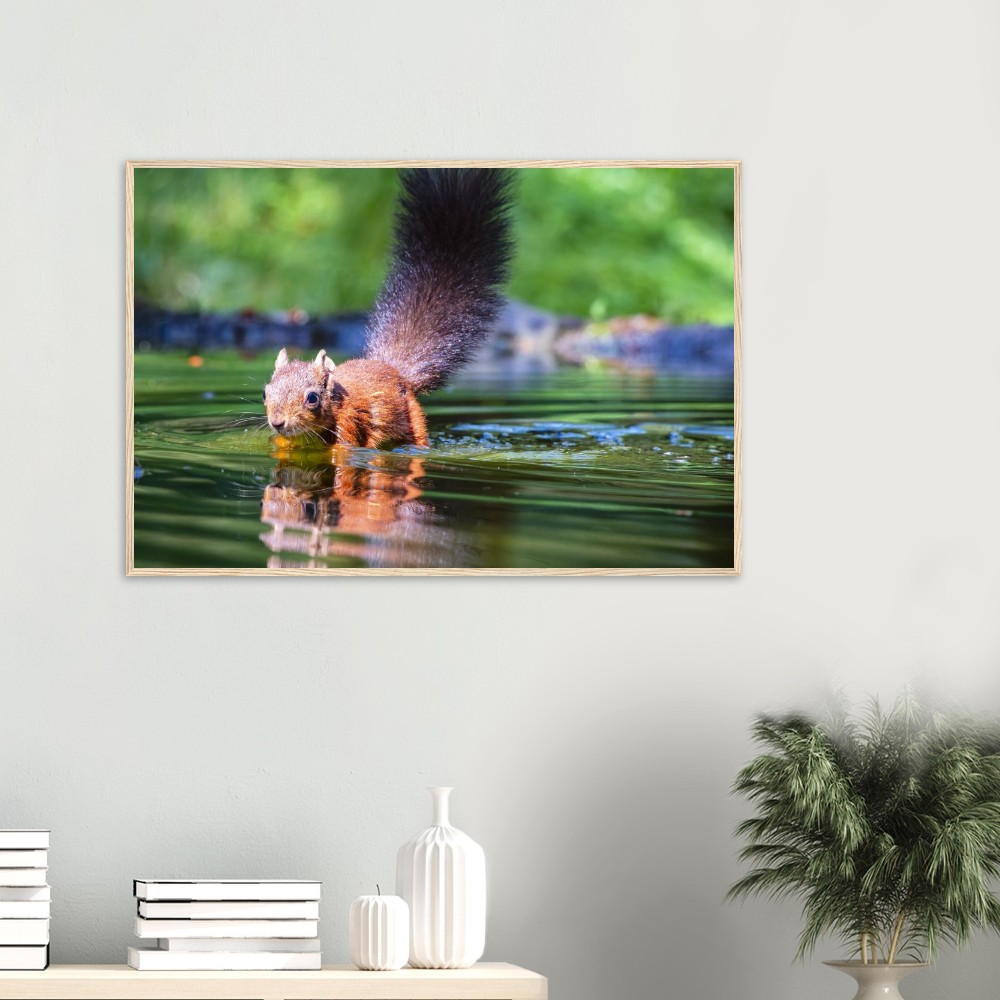 Red Squirrel sun lit in water - Fine art Wooden Framed Poster - Image 6