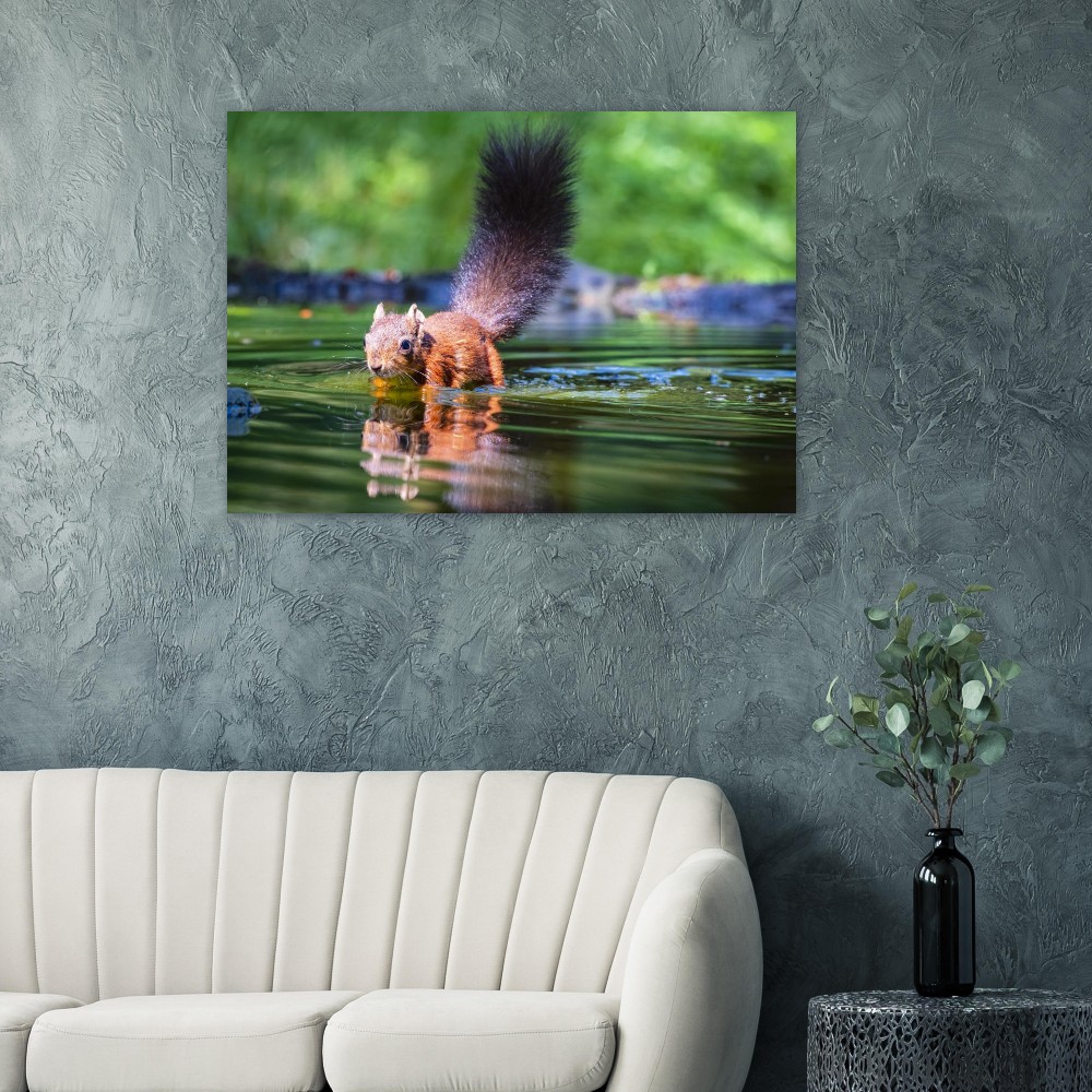 Red Squirrel sun lit in water - Fine art print - Image 3