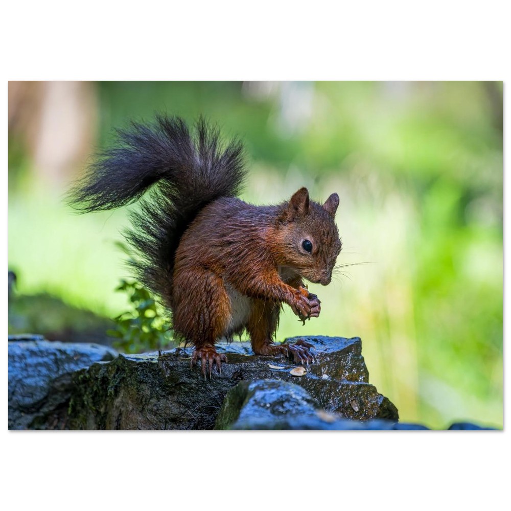 Squirrel With An Acorn - Fine Art Print - Image 10