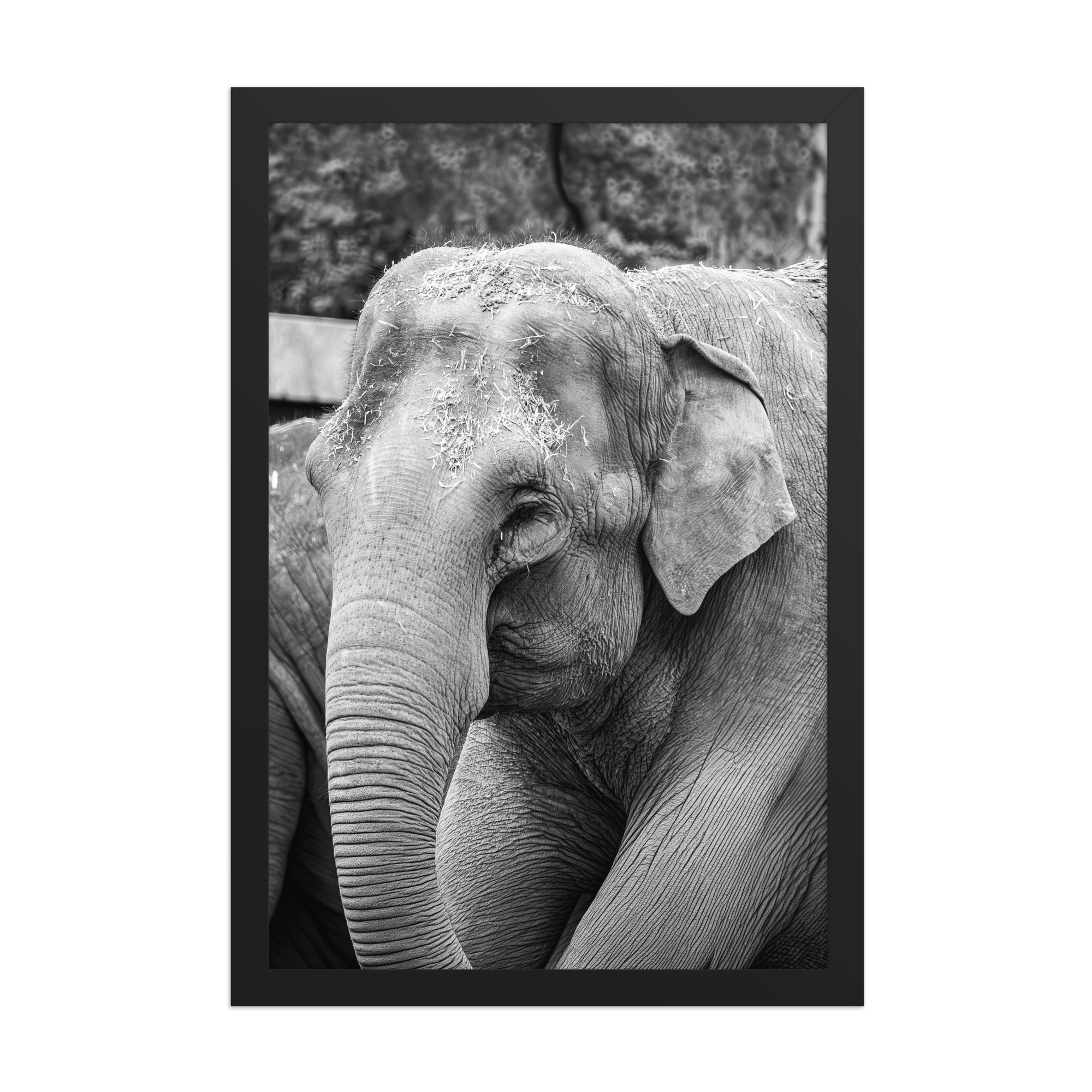 Elephant B&W -Black and white framed fine art print - Image 2