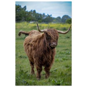 Horned Highland Cow - Aluminum fine art  print