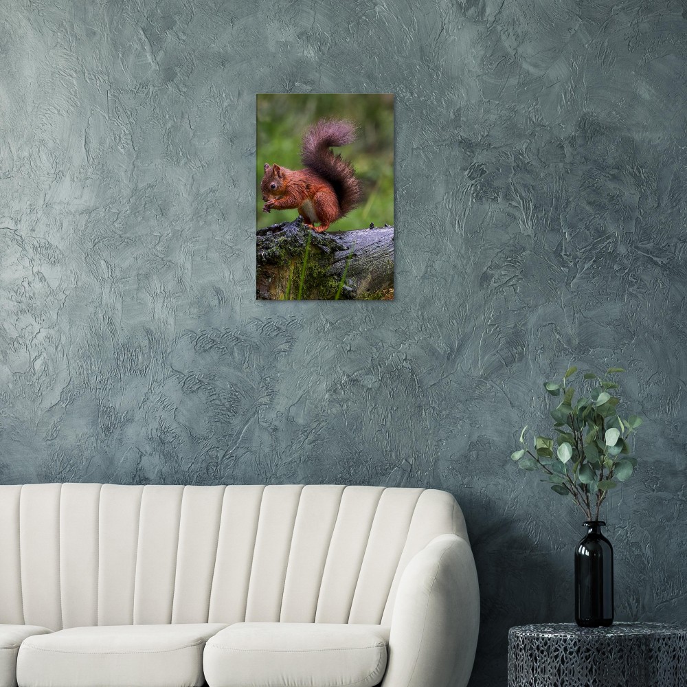 Red Squirrel - Canvas Print - Image 6