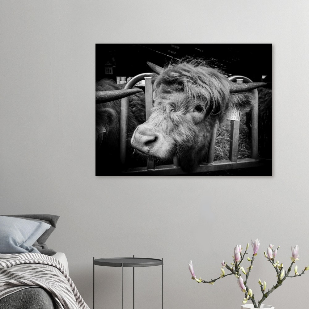 Highland Cow B&W - Fine Art Print - Image 6