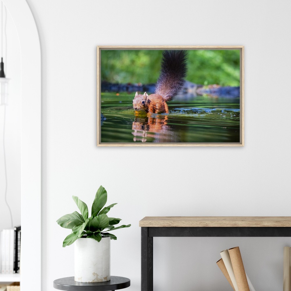 Red Squirrel sun lit in water - Fine art Framed Canvas - Image 2