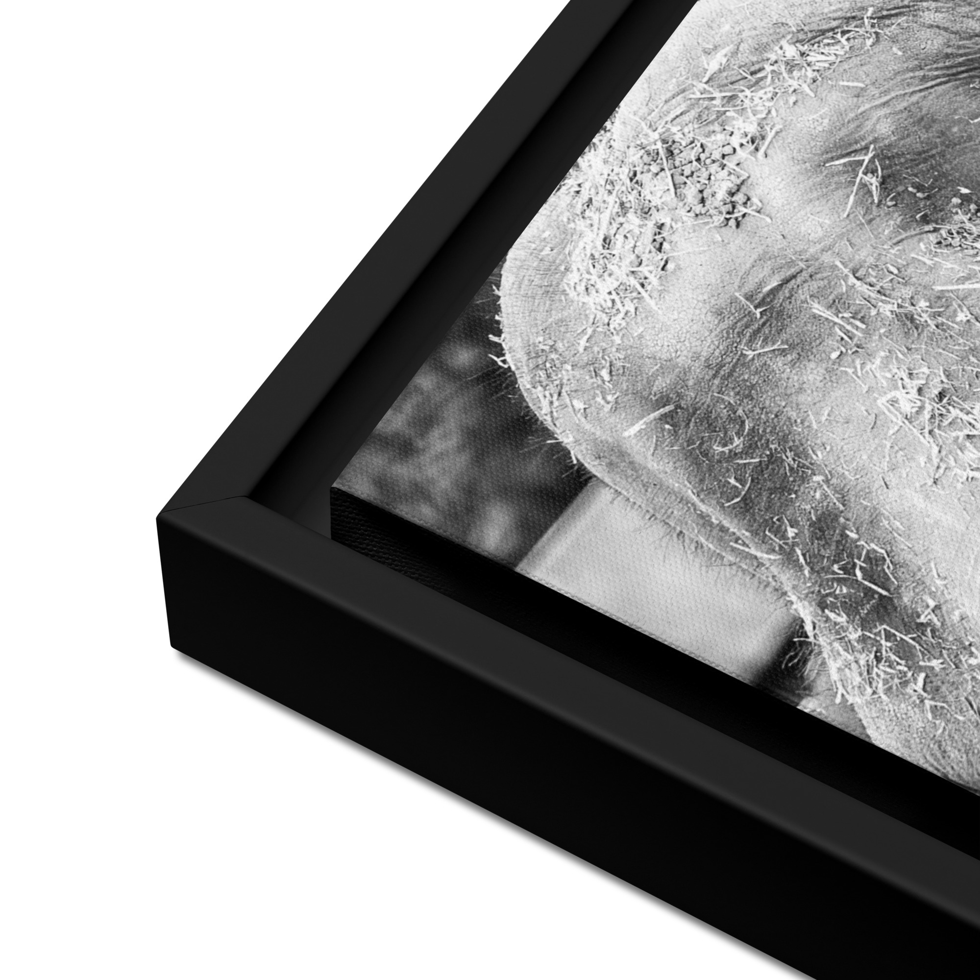Elephant B&W - Fine art framed canvas - Image 4