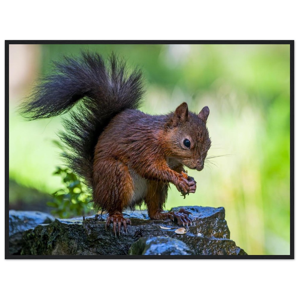 Red Squirrel With An Acorn - Fine art Wooden Framed Poster - Image 8