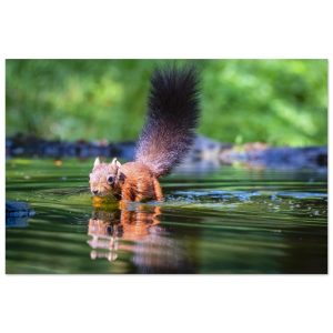 Red Squirrel sun lit in water - Aluminum fine art print