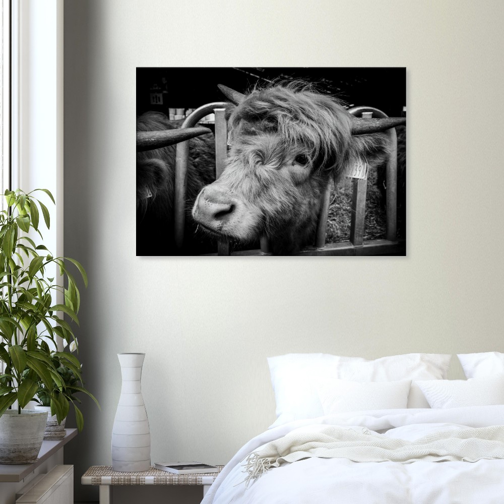 Highland Cow B&W - Fine art Canvas print - Image 2
