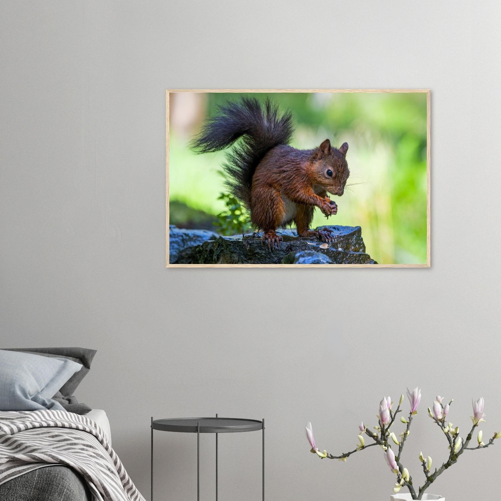 Red Squirrel With An Acorn - Fine art Wooden Framed Poster - Image 2