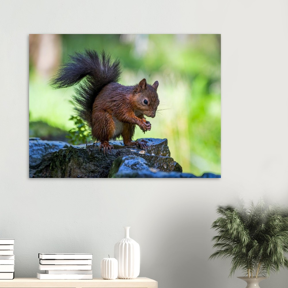 Squirrel With An Acorn - Fine Art Print - Image 2
