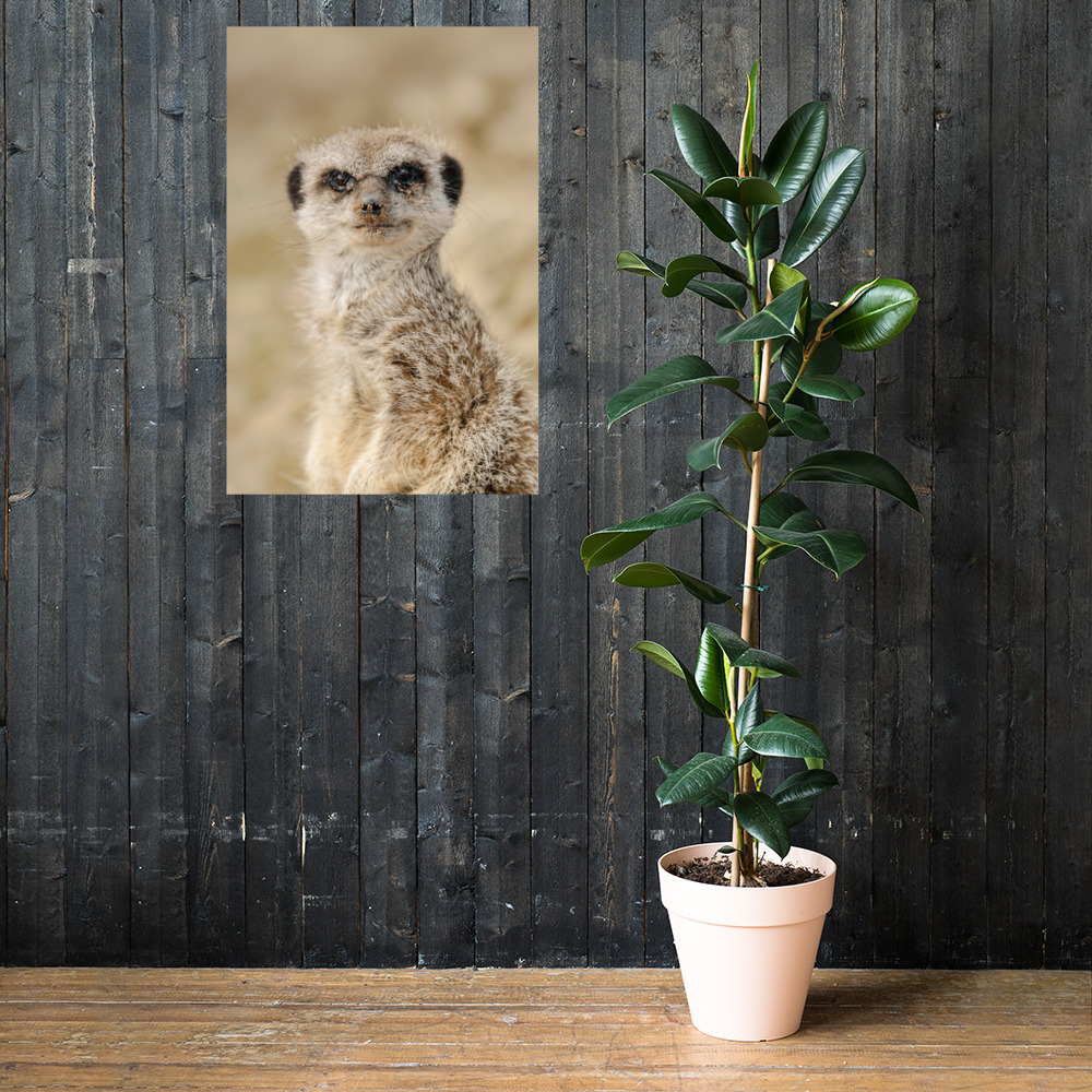 Dreamy Meercat - Fine art print - Image 4