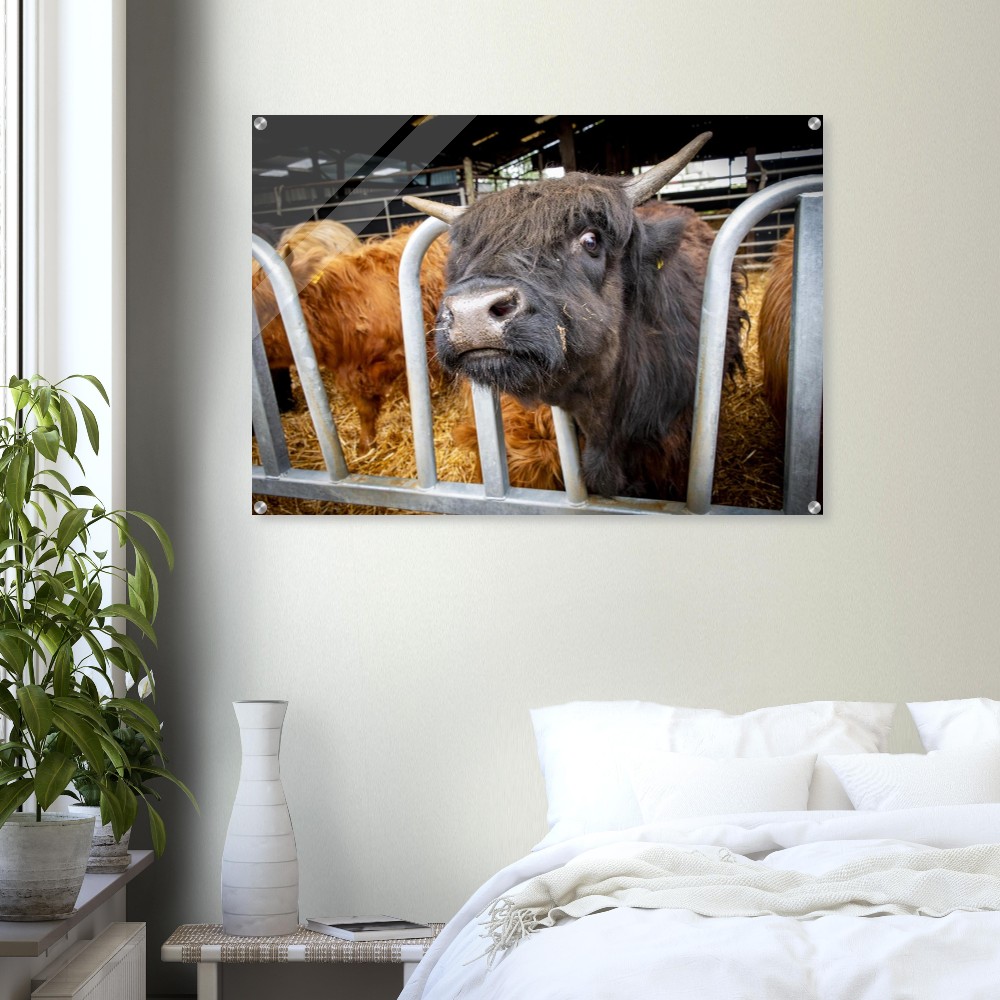 Black Highland Cow - Acrylic fine art print - Image 7