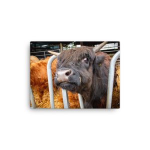 Black Highlan Cow - Thin canvas fine art print
