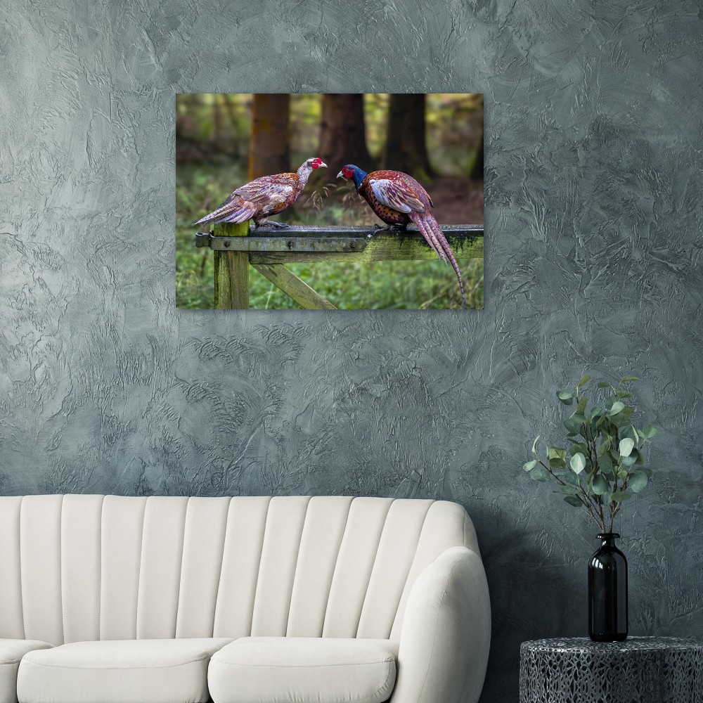 A Brace Of Pheasants - Aluminum Fine Art Print - Image 2