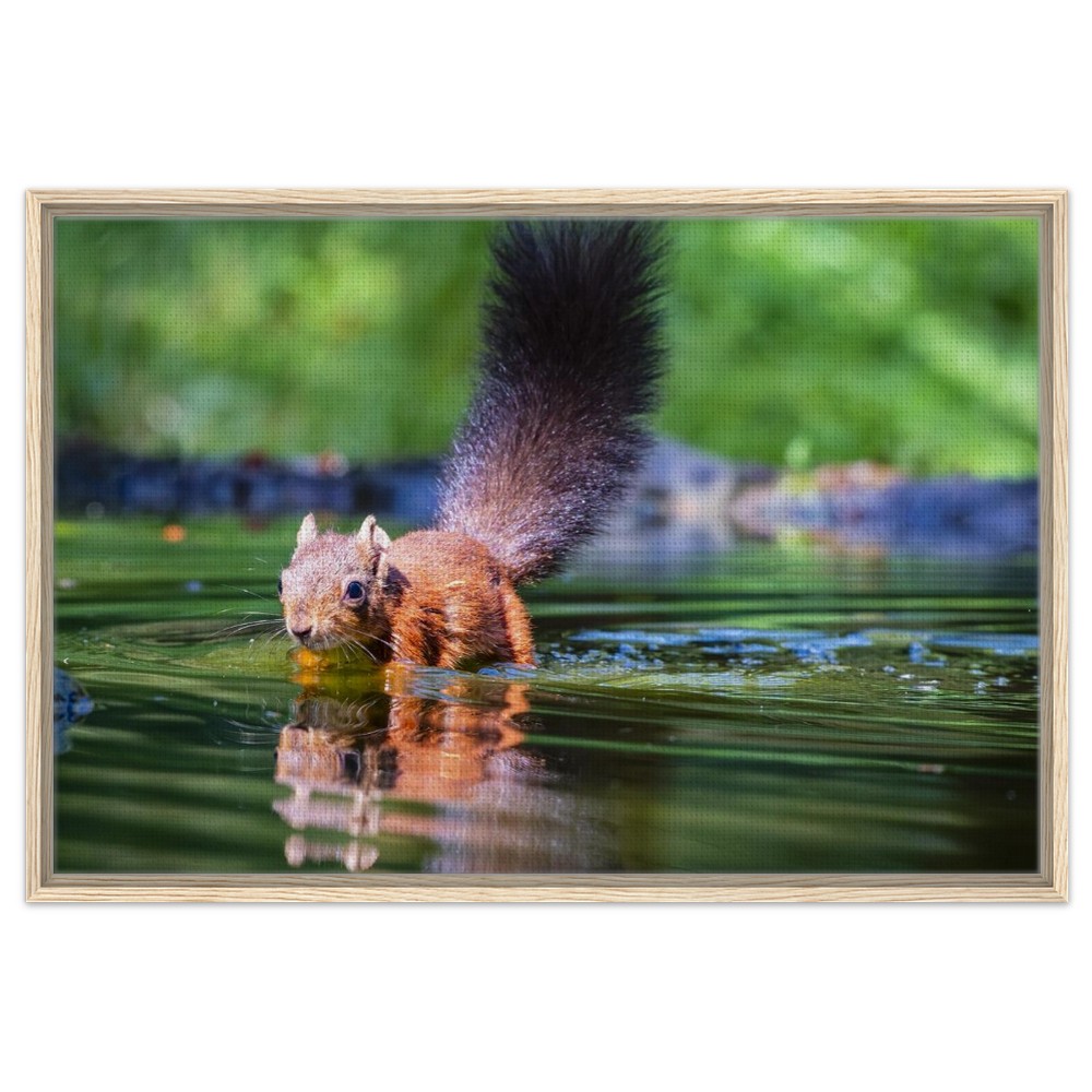 Red Squirrel sun lit in water - Fine art Framed Canvas - Image 8