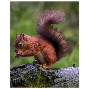 Red Squirrel - Fine Art Print
