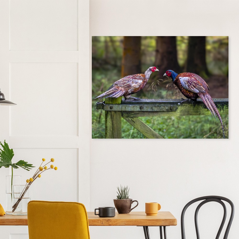 Brace Of Pheasants - Fine Art Print - Image 3
