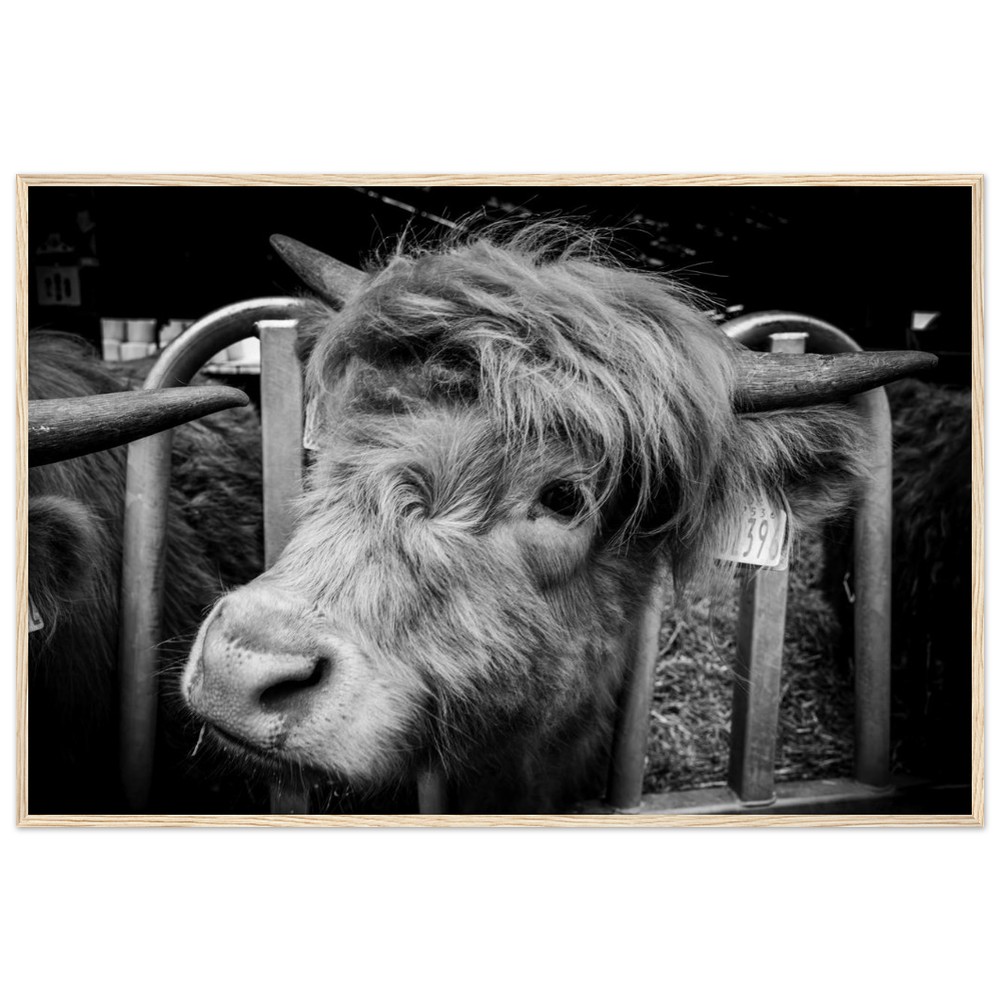 Highland Cow B&W - Wooden Framed Print - Image 7