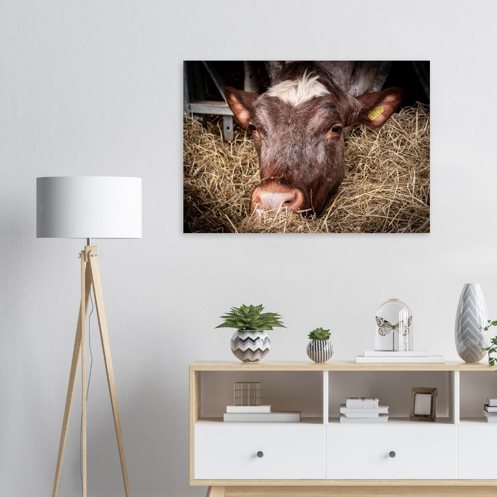 Hungy Cow - Aluminum Fine Art Print - Image 5
