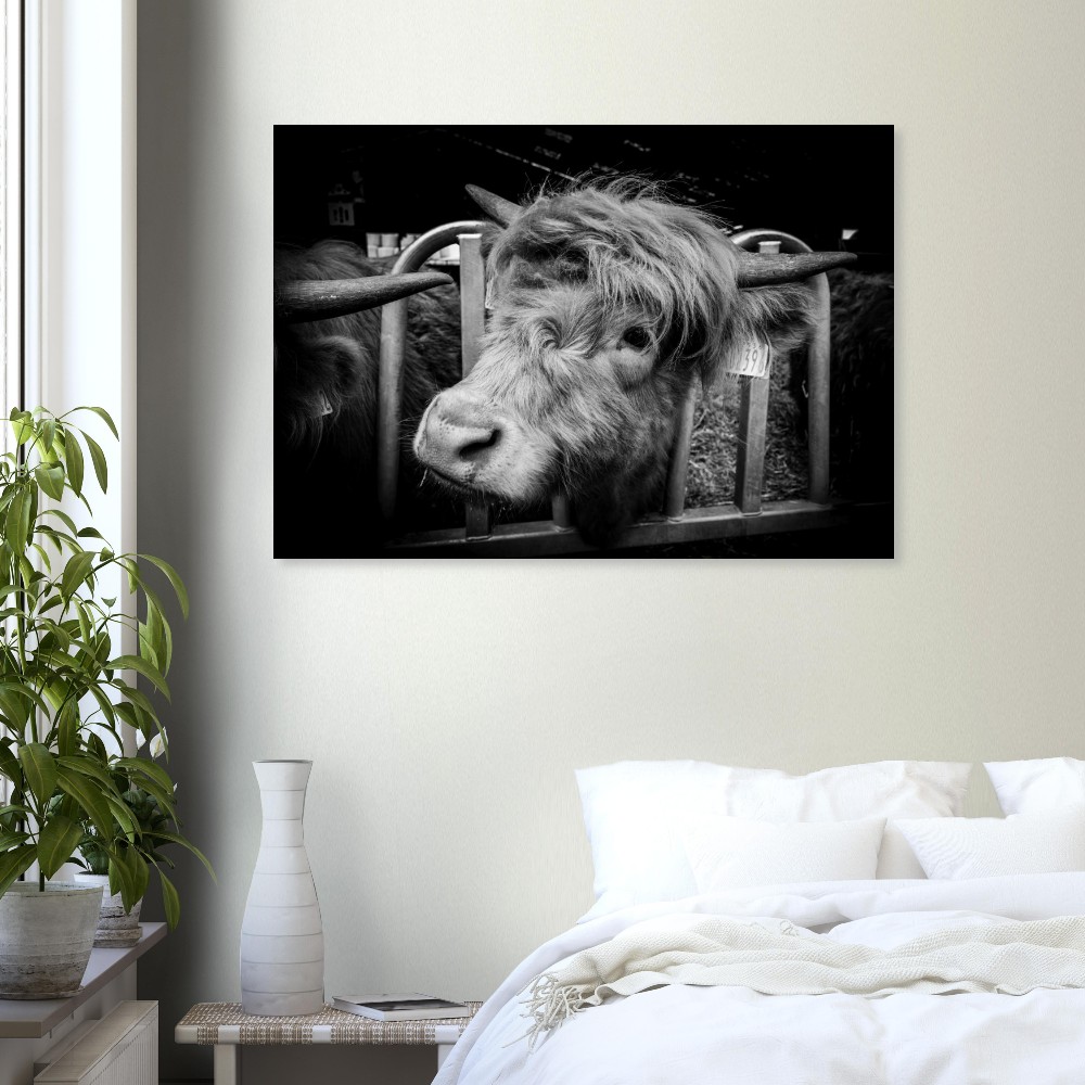 Highland cow B&W - Aluminum Fine Art Print - Image 6