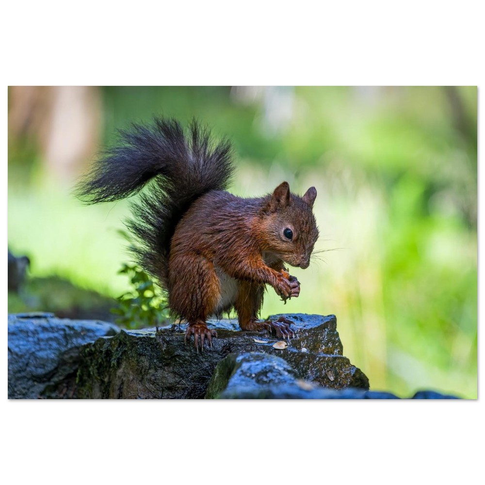 Squirrel With An Acorn - Aluminum Fine Art Print - Image 7