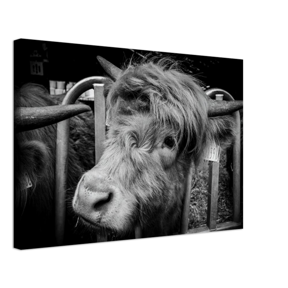 Highland Cow B&W - Fine art Canvas print - Image 6