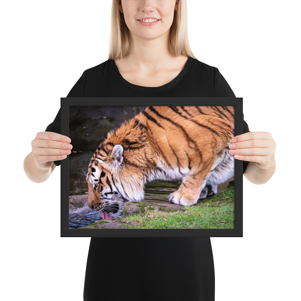 Male Amur Tiger - Framed fine art print - Image 2