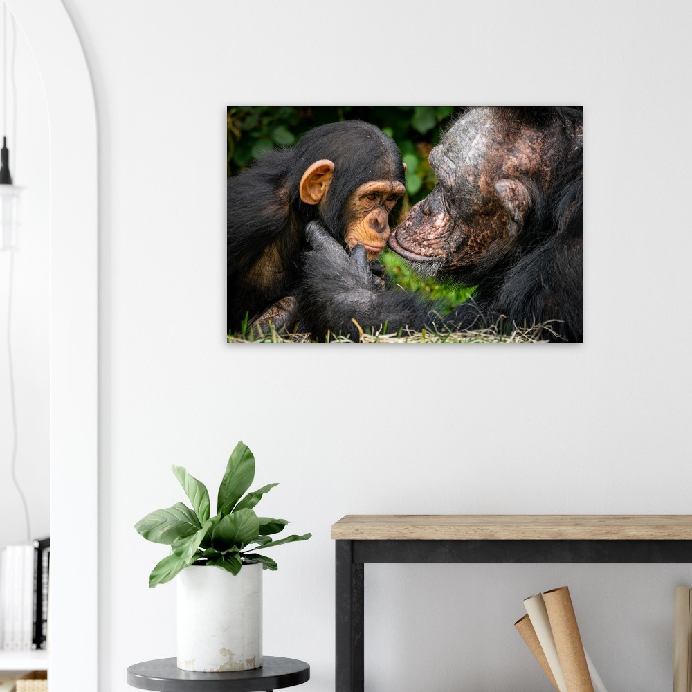 A tender Chimpanzee moment - Aluminum fine art print - Image 7