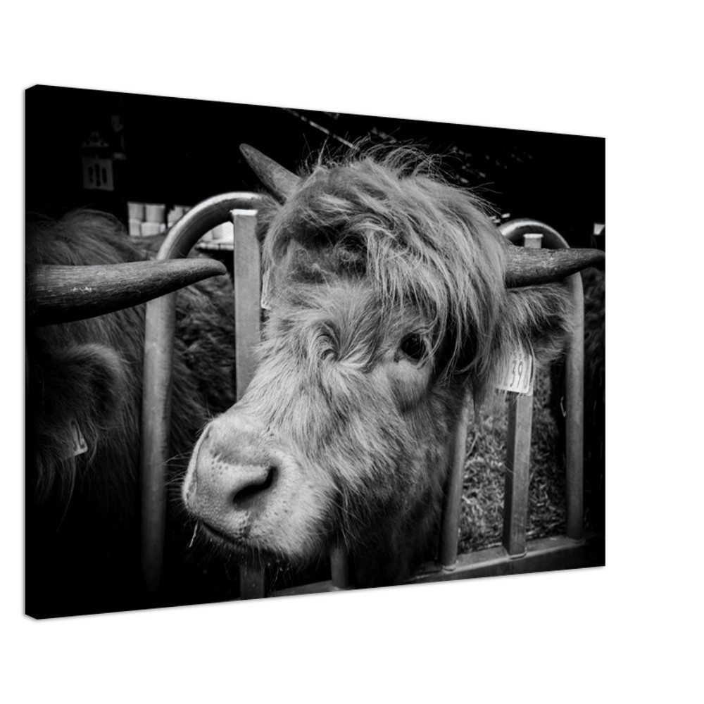 Highland Cow B&W - Fine art Canvas print - Image 11