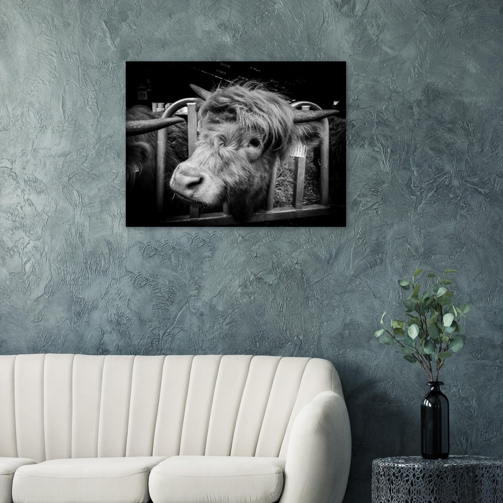 Highland Cow B&W - Fine Art Print - Image 5