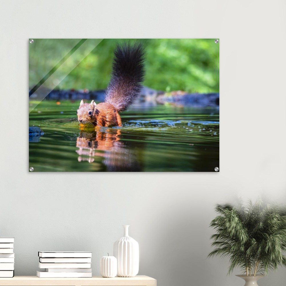 Red squirrel sun lit in water- Acrylic fine art print - Image 5