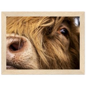 Highland Cow Nose -  Wooden Framed Print