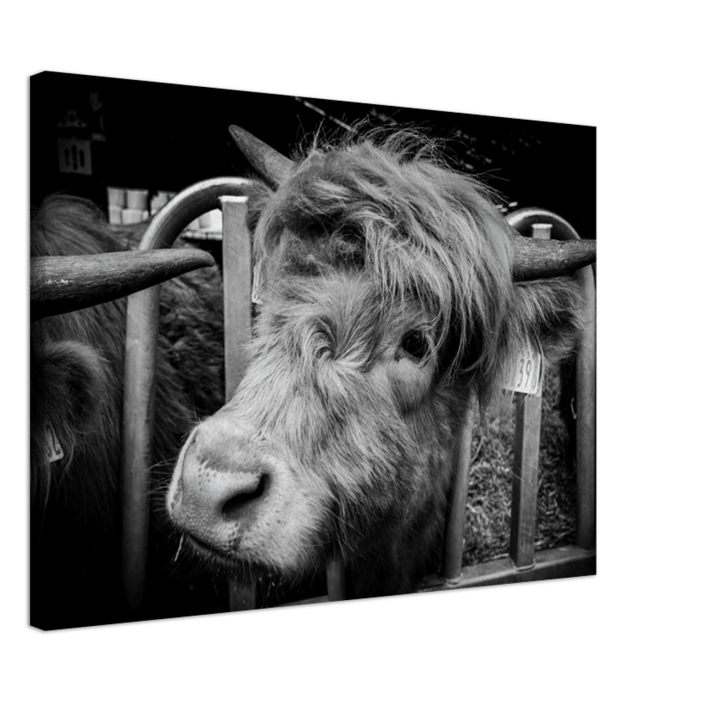 Highland Cow B&W - Fine art Canvas print - Image 8