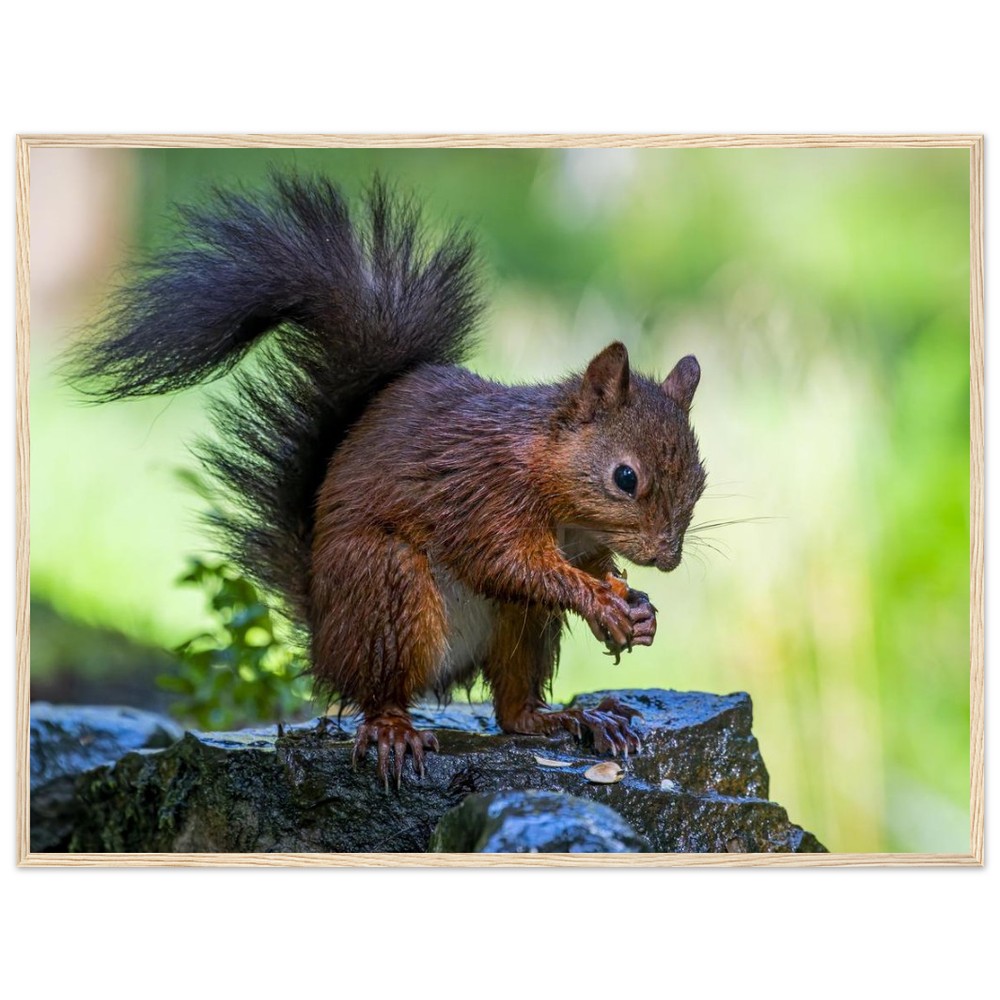 Red Squirrel With An Acorn - Fine art Wooden Framed Poster - Image 7