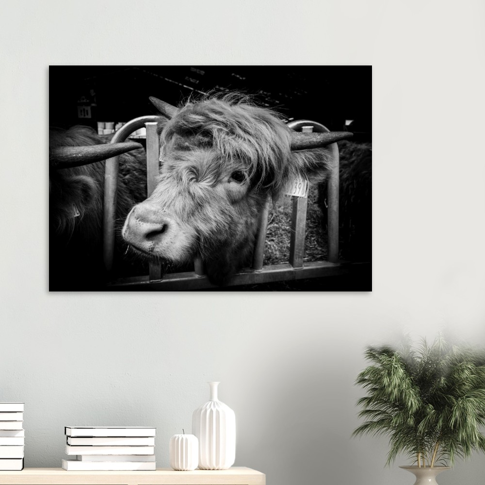 Highland cow B&W - Aluminum Fine Art Print - Image 5