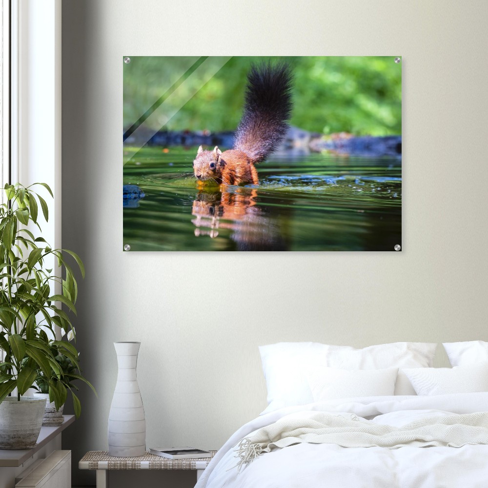 Red squirrel sun lit in water- Acrylic fine art print - Image 4