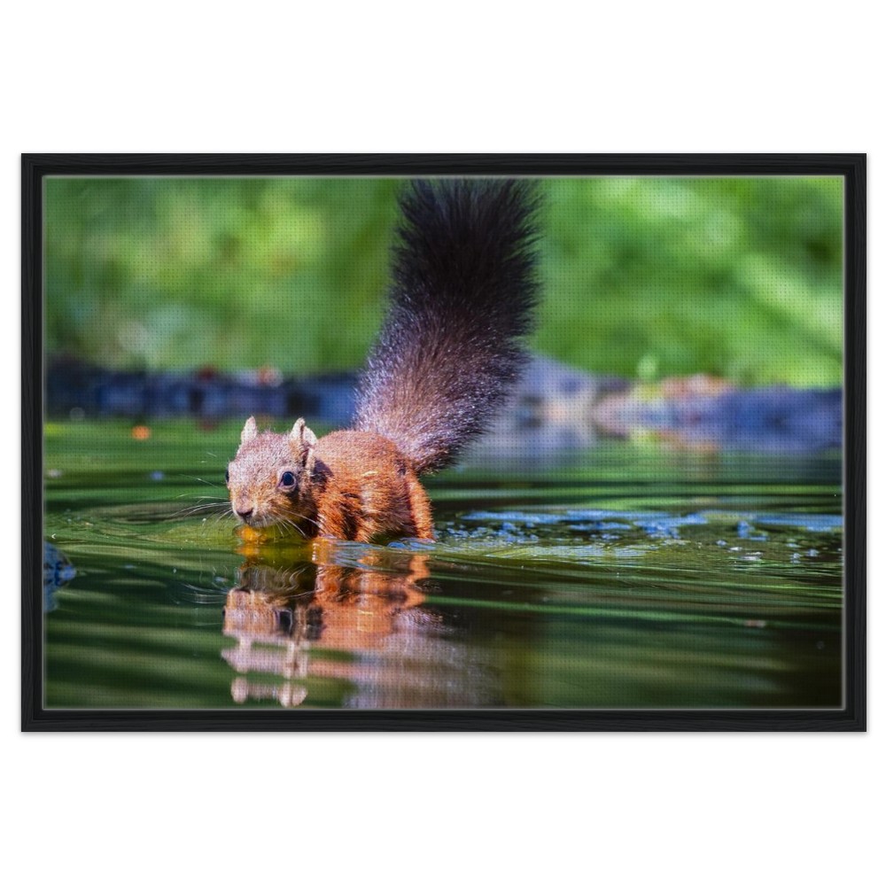 Red Squirrel sun lit in water - Fine art Framed Canvas - Image 9