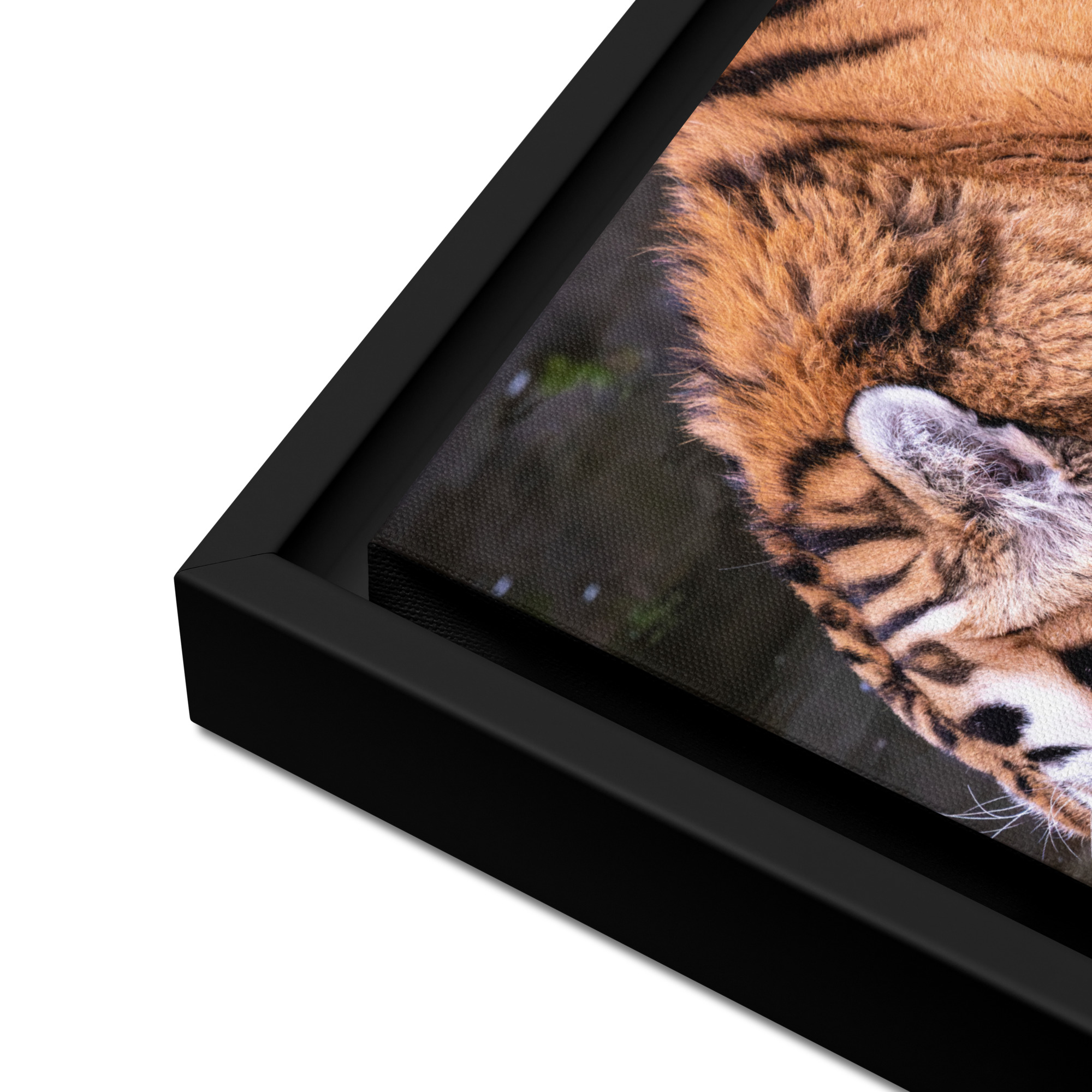 Male Amur Tiger - Framed canvas fine art print - Image 7