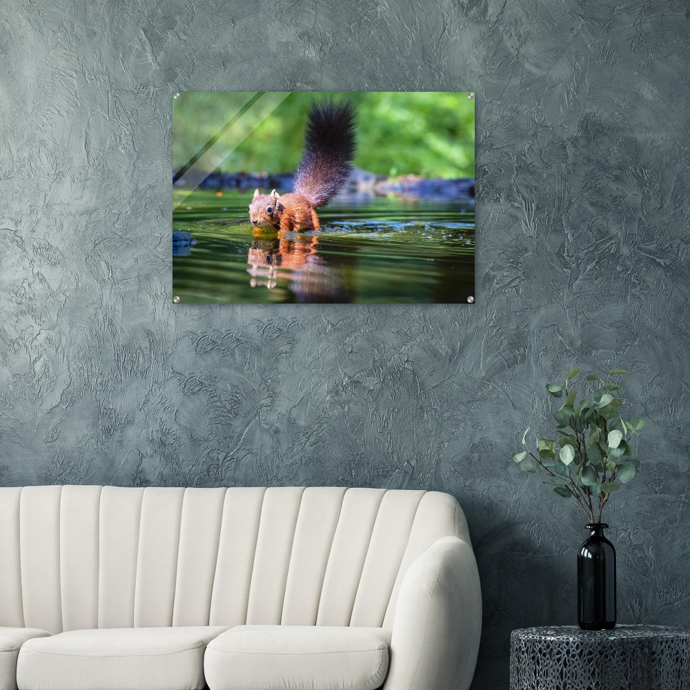 Red squirrel sun lit in water- Acrylic fine art print - Image 2