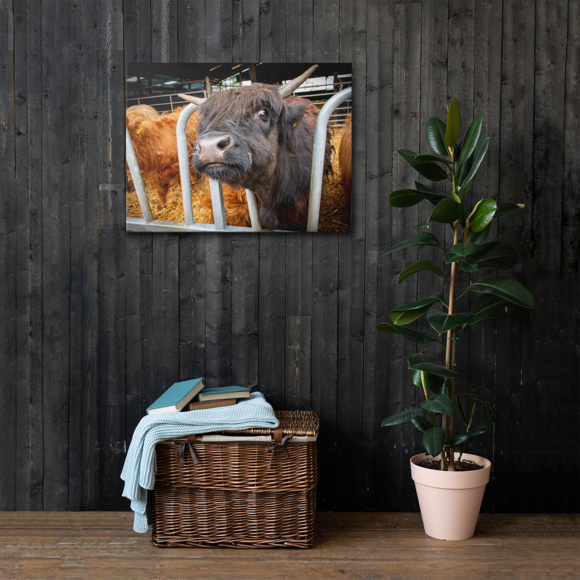 Black Highlan Cow - Thin canvas fine art print - Image 4