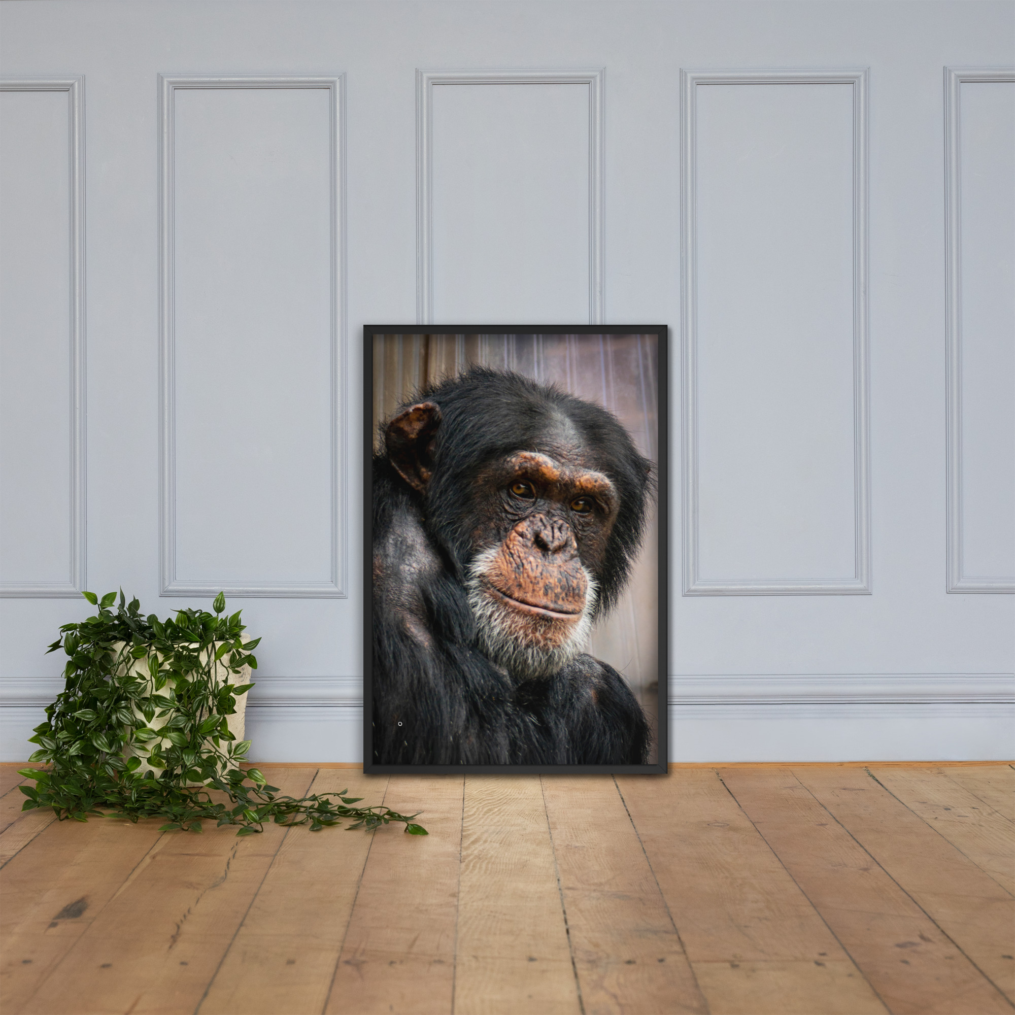 Wise old Chimpanzee - Framed fine art canvas - Image 2