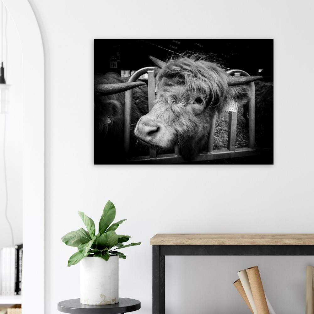Highland cow B&W - Aluminum Fine Art Print - Image 3
