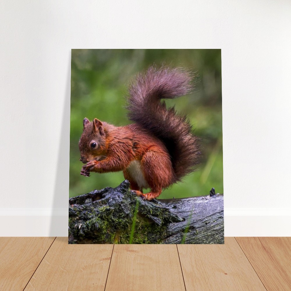 Red Squirrel - Fine Art Print - Image 2