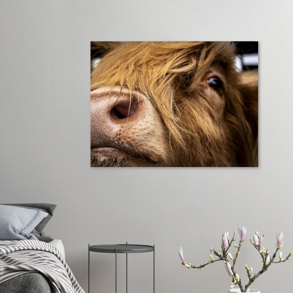 Highland Cow Nose - Fine Art Print - Image 6
